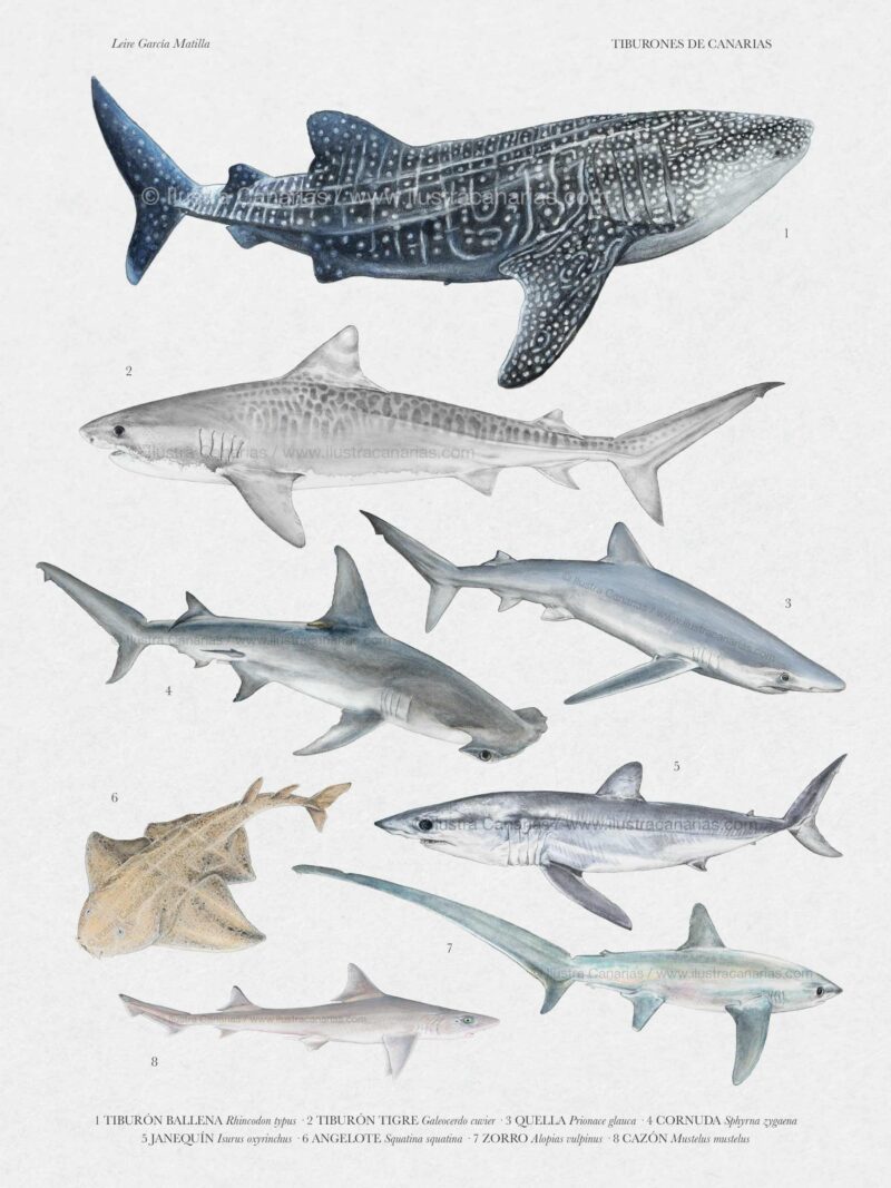 Ilustración científica sobre tiburones de Canarias