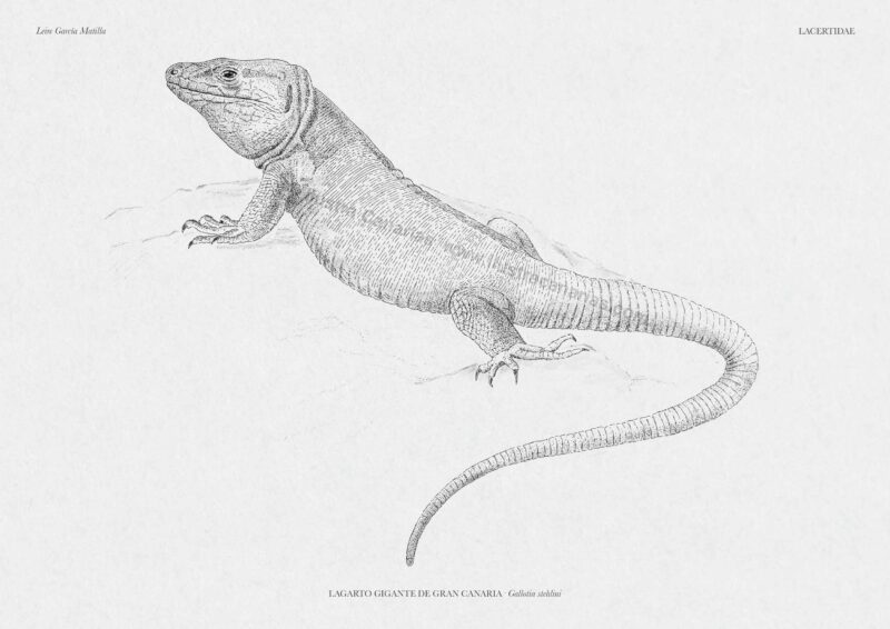 Ilustración a tinta de un lagarto gigante de Gran Canaria