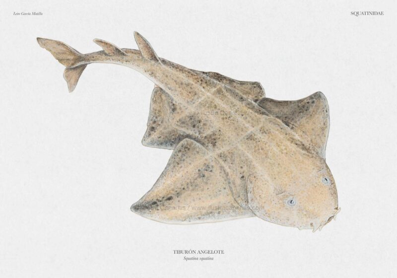 Ilustración científica zoológica de un tiburón angelote