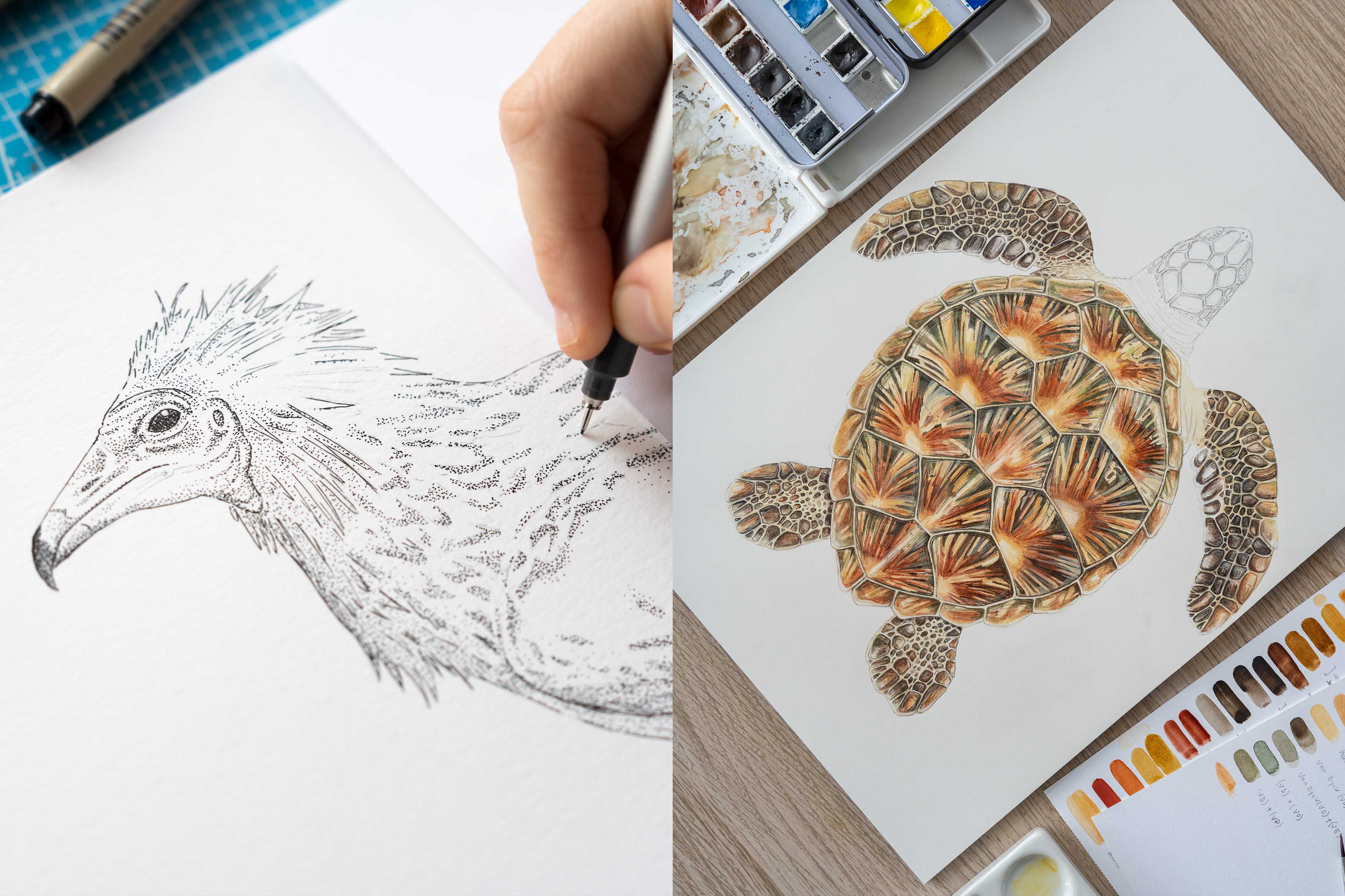 Ilustraciones científicas profesionales en Canarias