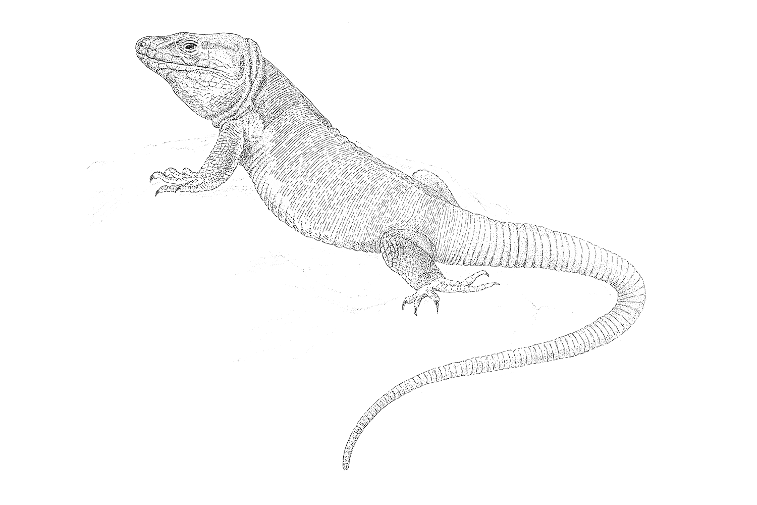 Ilustración científica de un lagarto gigante de gran canaria
