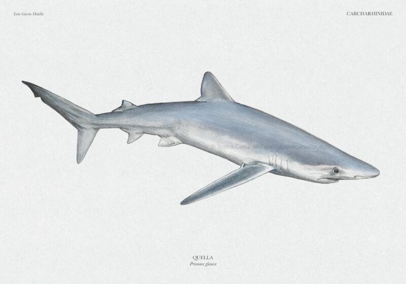 Ilustración científica de un tiburón azul, tintorera o quella