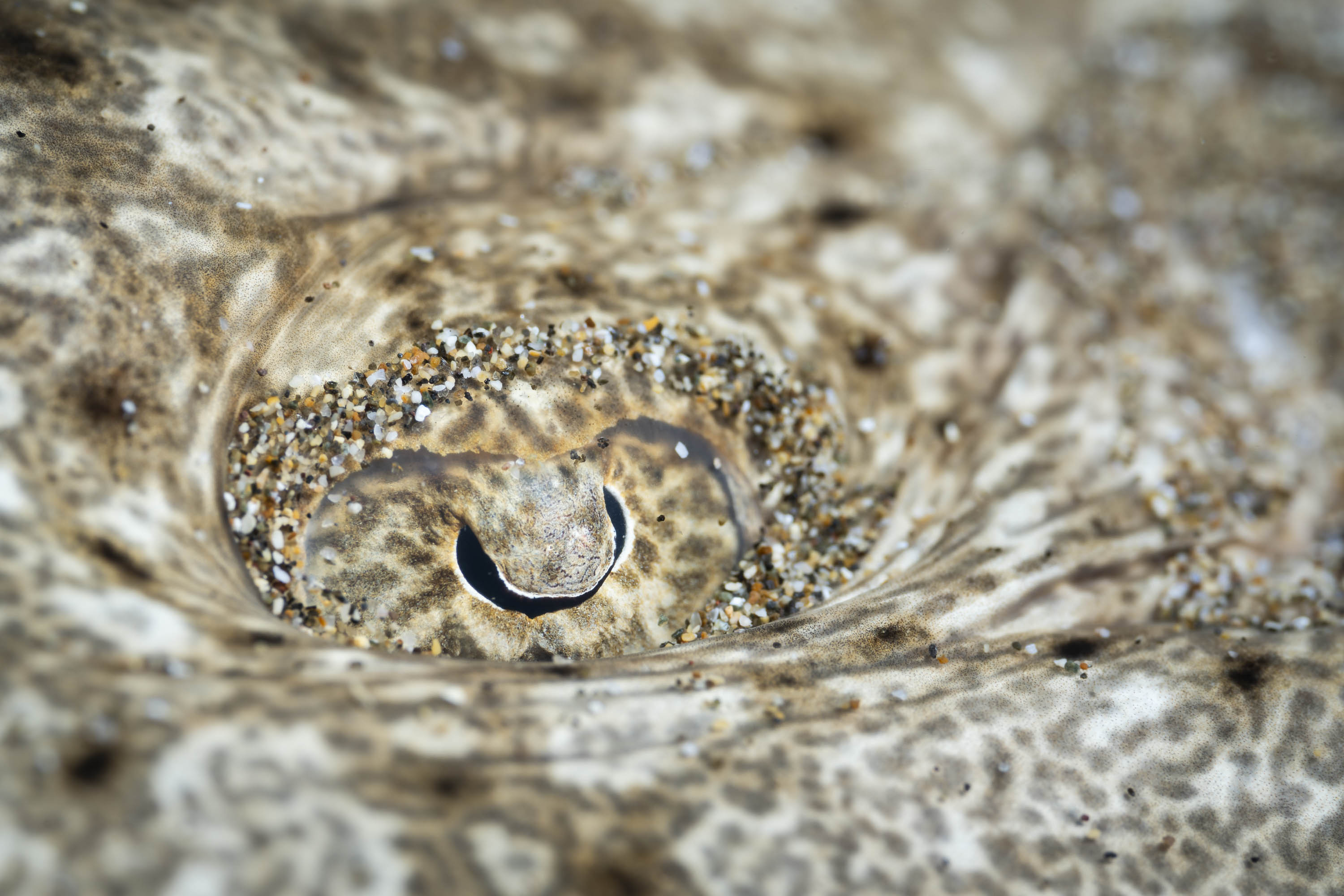 Ojo de una mantelina (Gymnura altavela)