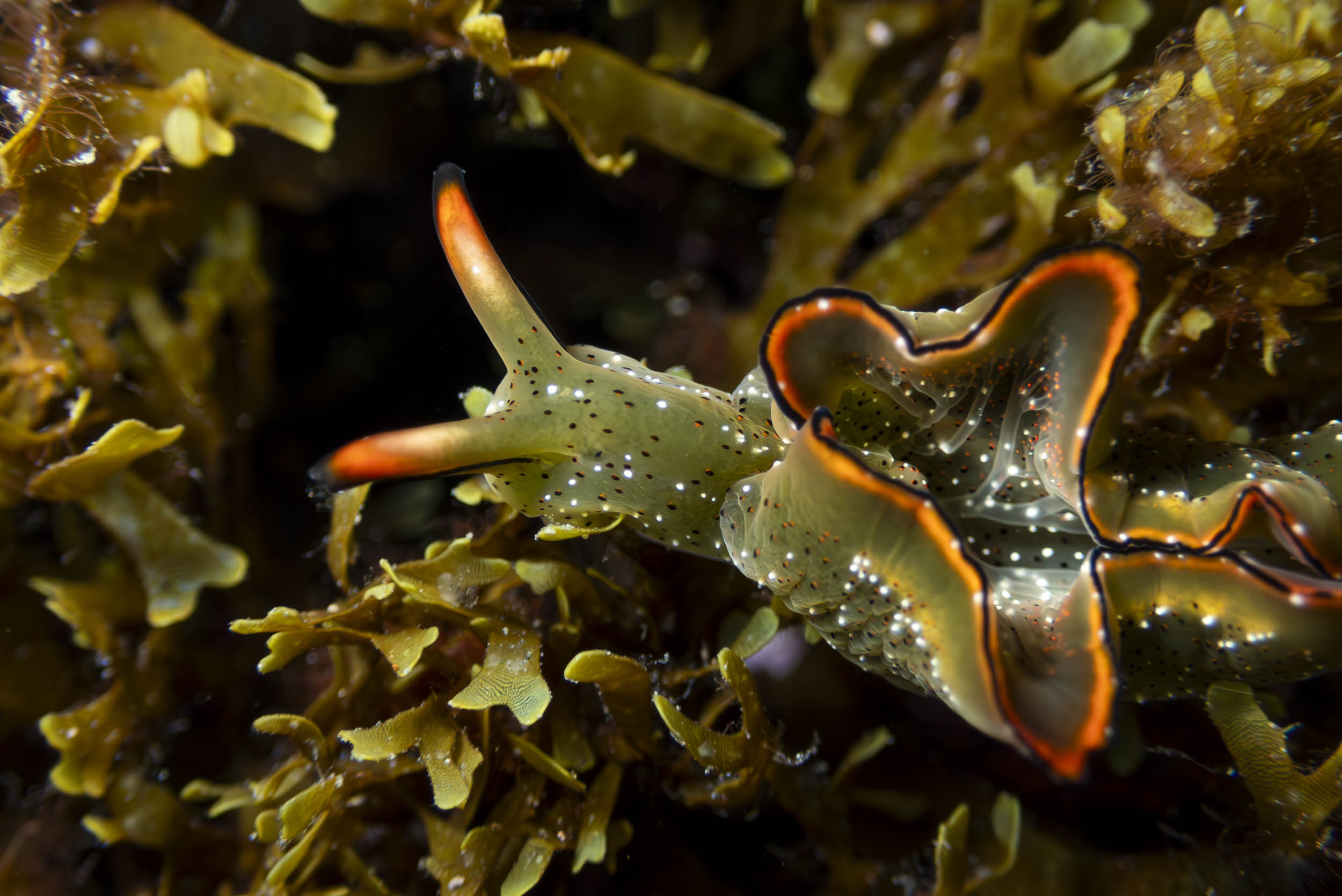 Fotografía de nudibranquios y otras babosas marinas en Canarias