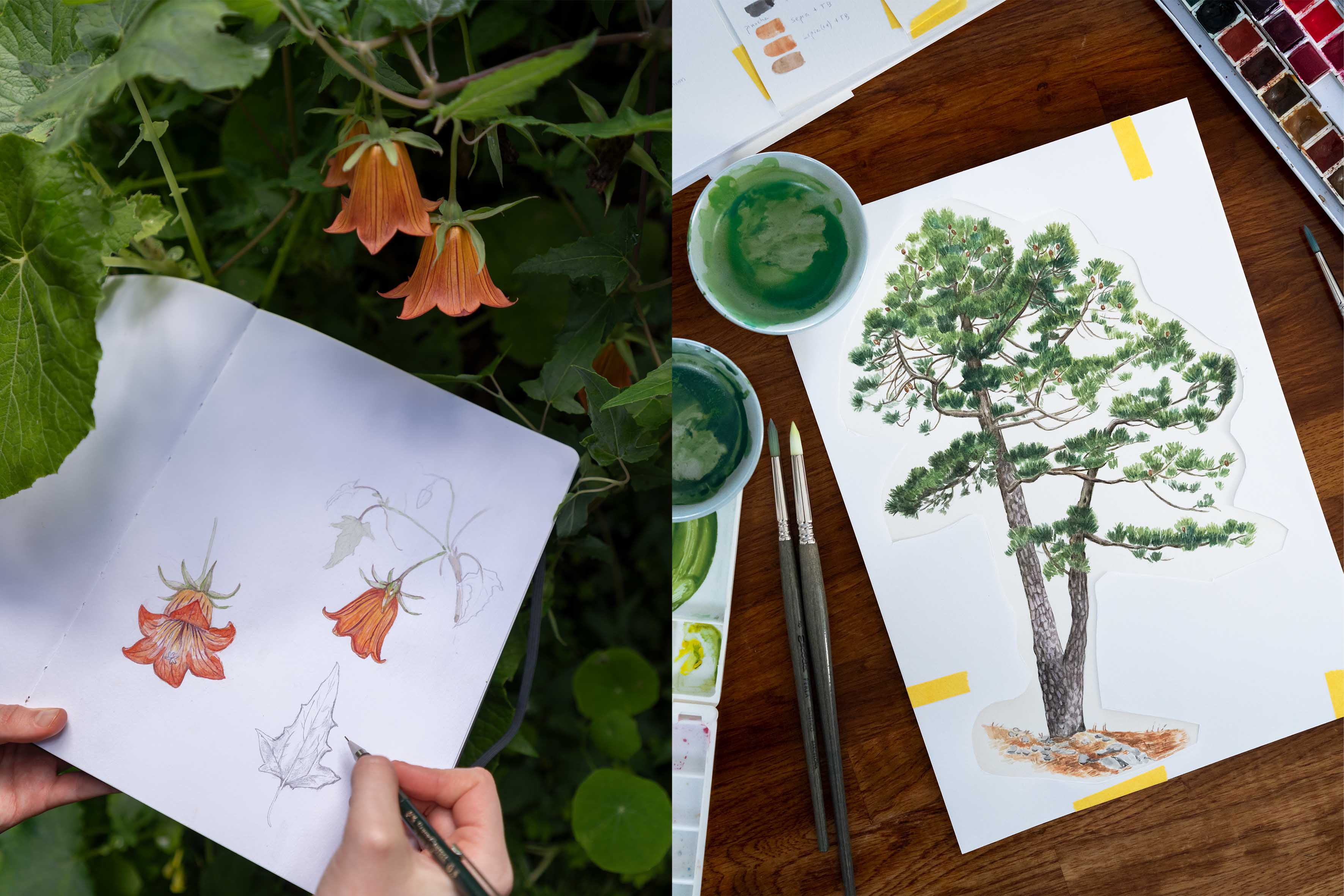 Proceso para hacer una ilustración científica