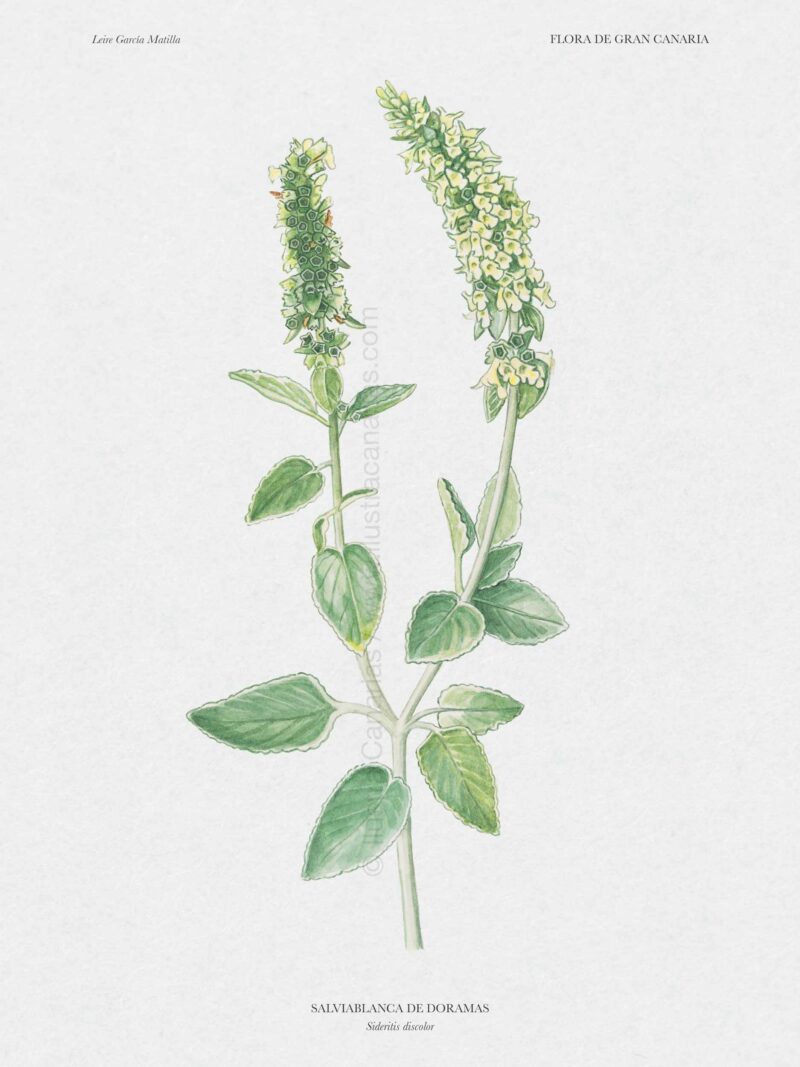 lustración científica sobre la Salviablanca de Doramas (Sideritis discolor)