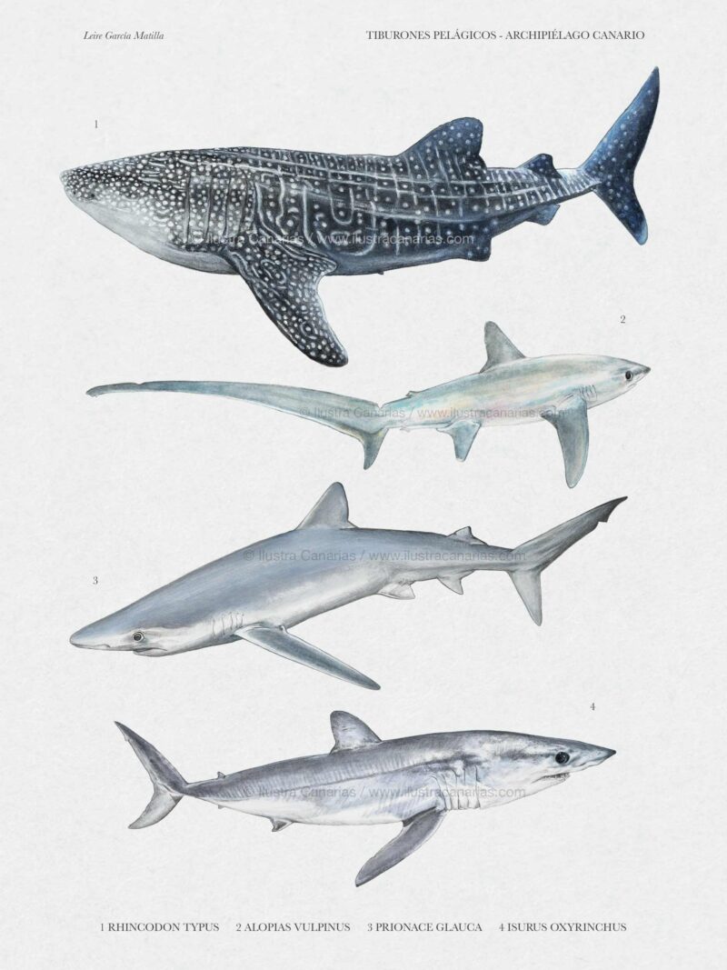 Lámina en Ilustración científica de tiburones pelágicos en Canarias