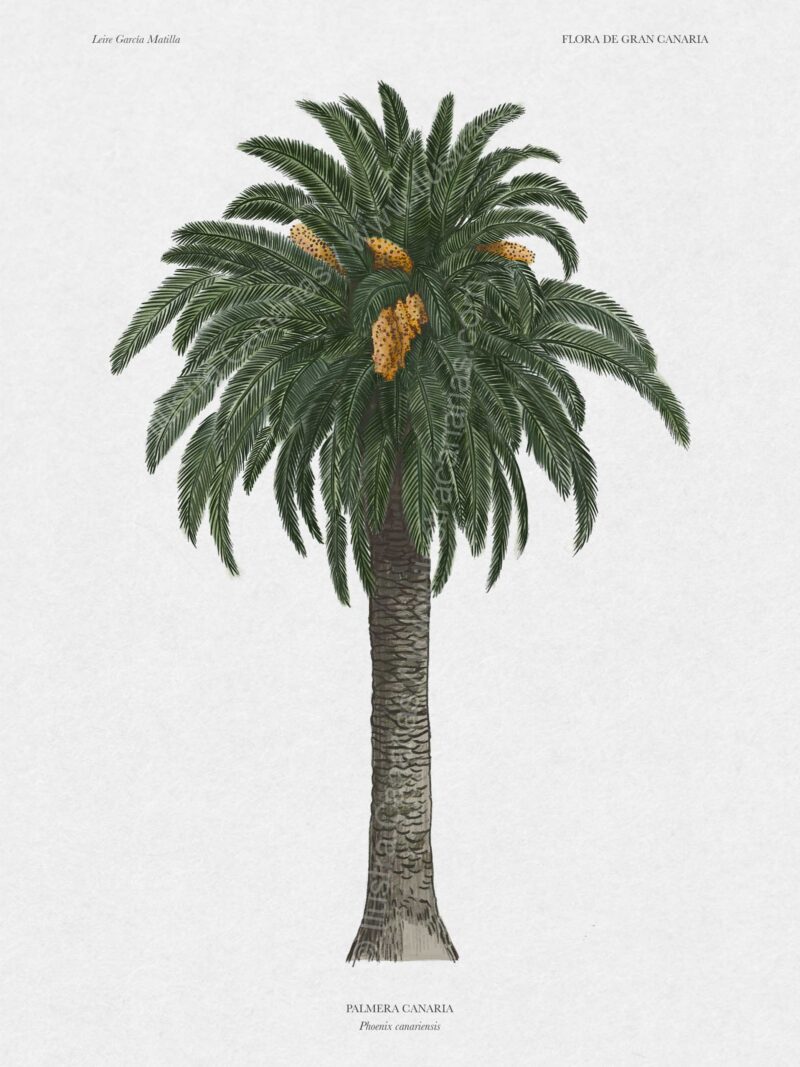Ilustración botánica de palmera endémica de Canarias (Phoenix canariensis)