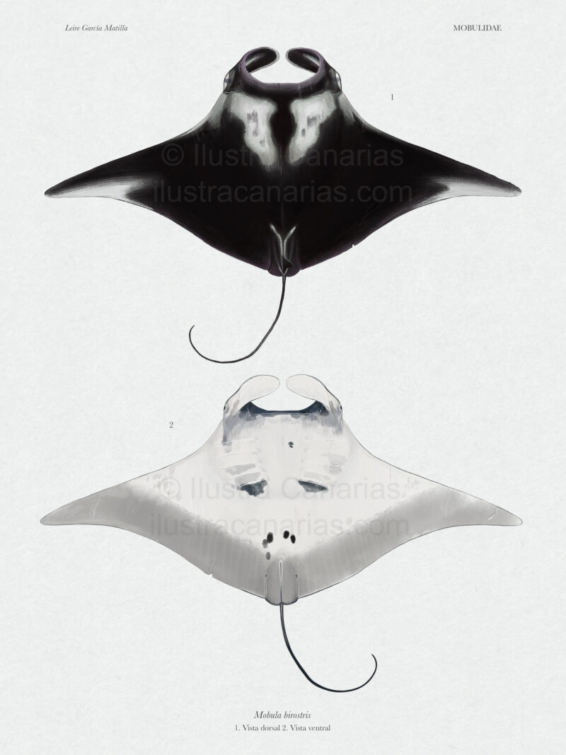 Ilustración científica de manta gigante mobula birostris