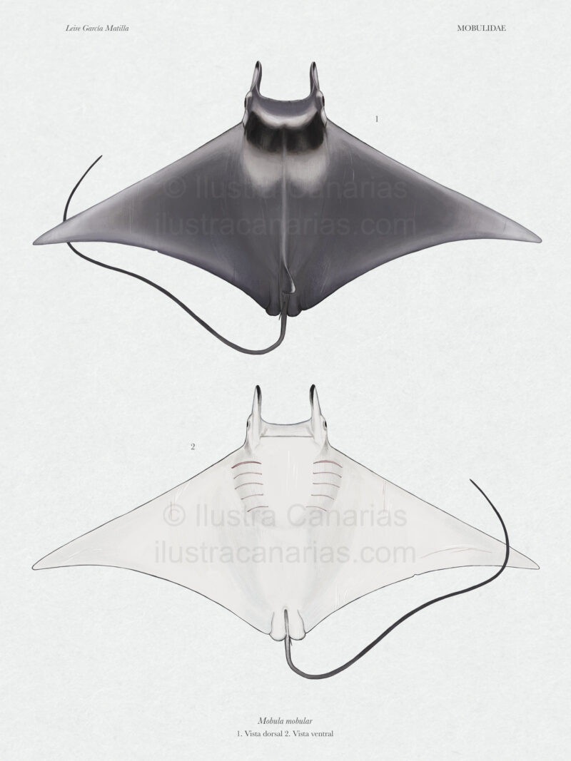 Ilustración científica de mobula mobular