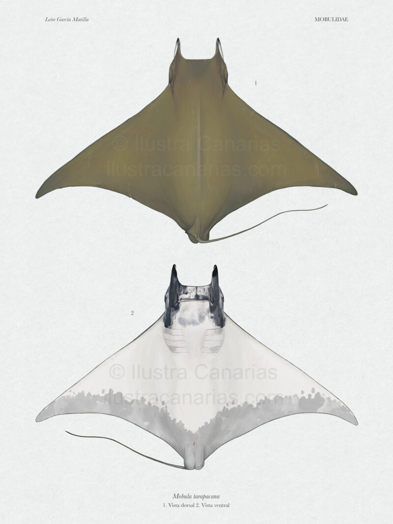 Ilustración científica de mobula tarapacana o maroma canela en Canarias