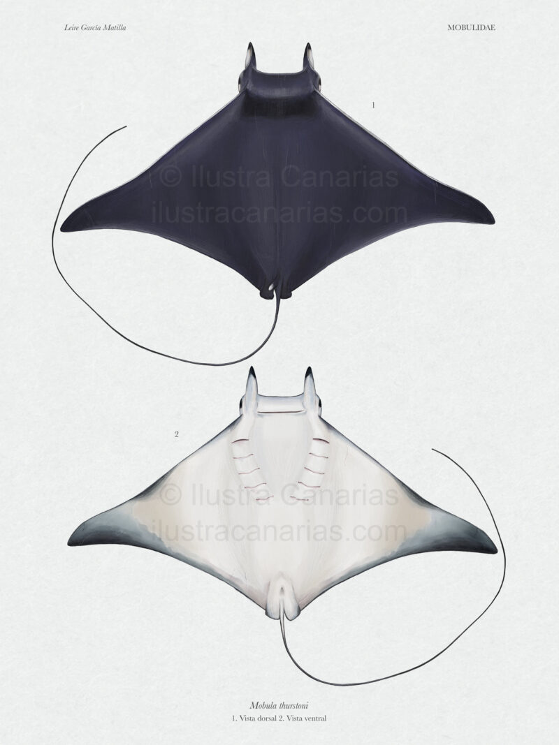Ilustración científica de mobula thurstoni o raya diablo