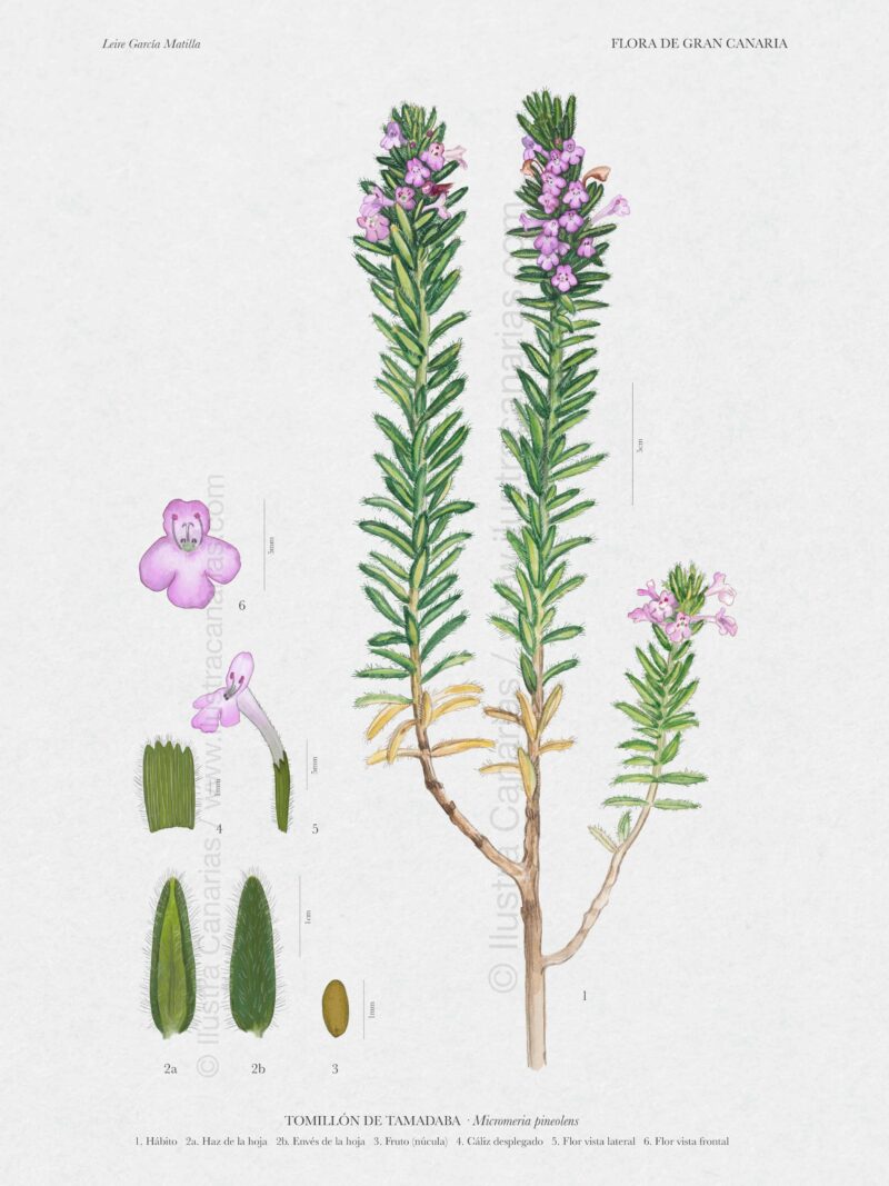 Lámina científica sobre el tomillón de Tamadaba (Micromeria pinolens)